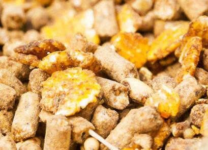 AgraStrip® FeedChek™ 肉骨粉（MBM）檢測套裝(zhuāng)