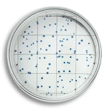 EasyDisc PCA 檢測菌落總數